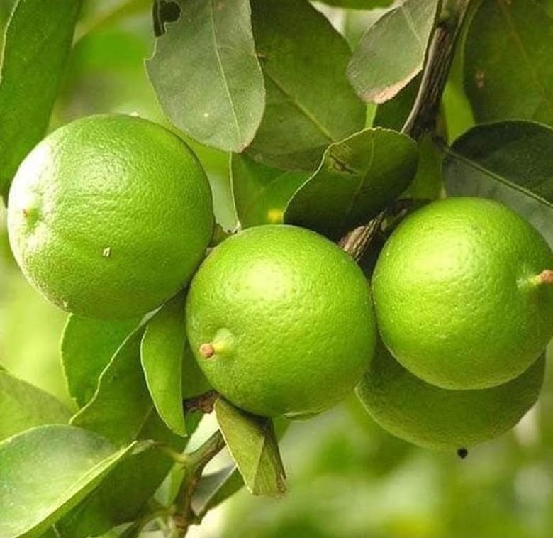 bibit benih seeds biji buah jeruk lemon lokal isi 20 biji Ternate