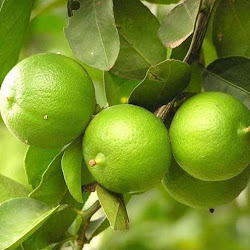 Grosir Bibit Benih Seeds Biji Buah Jeruk Lemon Lokal Isi 20 Sumatra
Utara - utilidadepublicainf