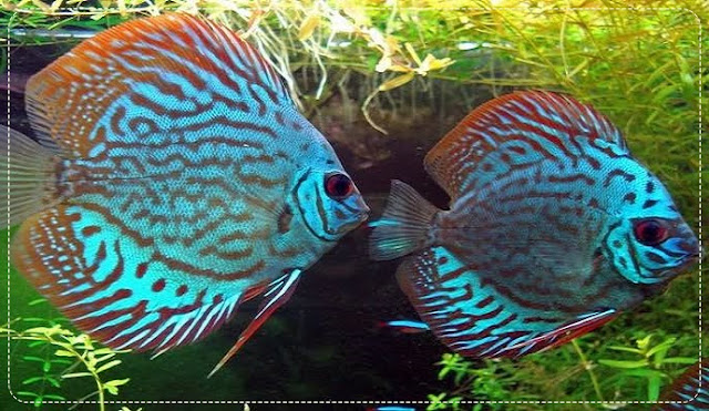 Supplier Bibit dan Ikan Hias Discus Terbesar di Yogyakarta