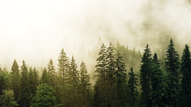 Nature, Spruce, Forest, Fog, Trees