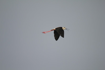 Black Winged Stilt, breeding, Potteric Carr, Yorkshire, Yorkshire Wildlife Trust, Climate Change