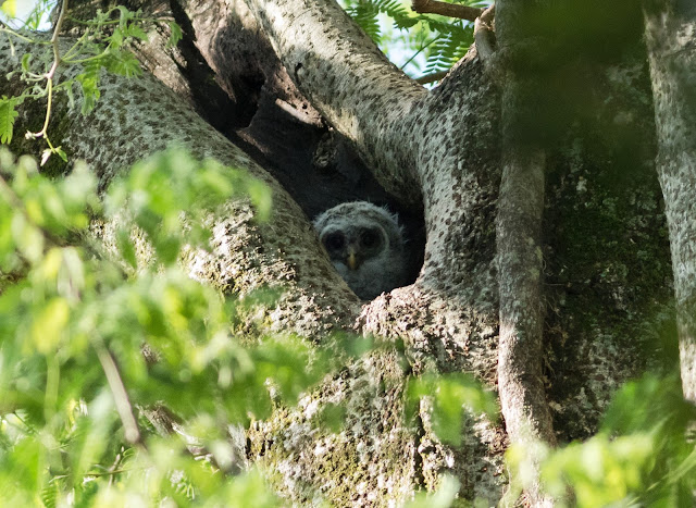 Baby Barred Owl - Mead Botanical Garden, Florida