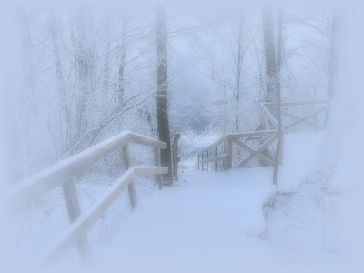 snow covered trees and porch