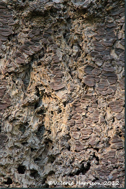 16-bark