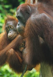 endangered orangutan pictures