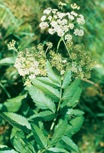 circuta douglasii2