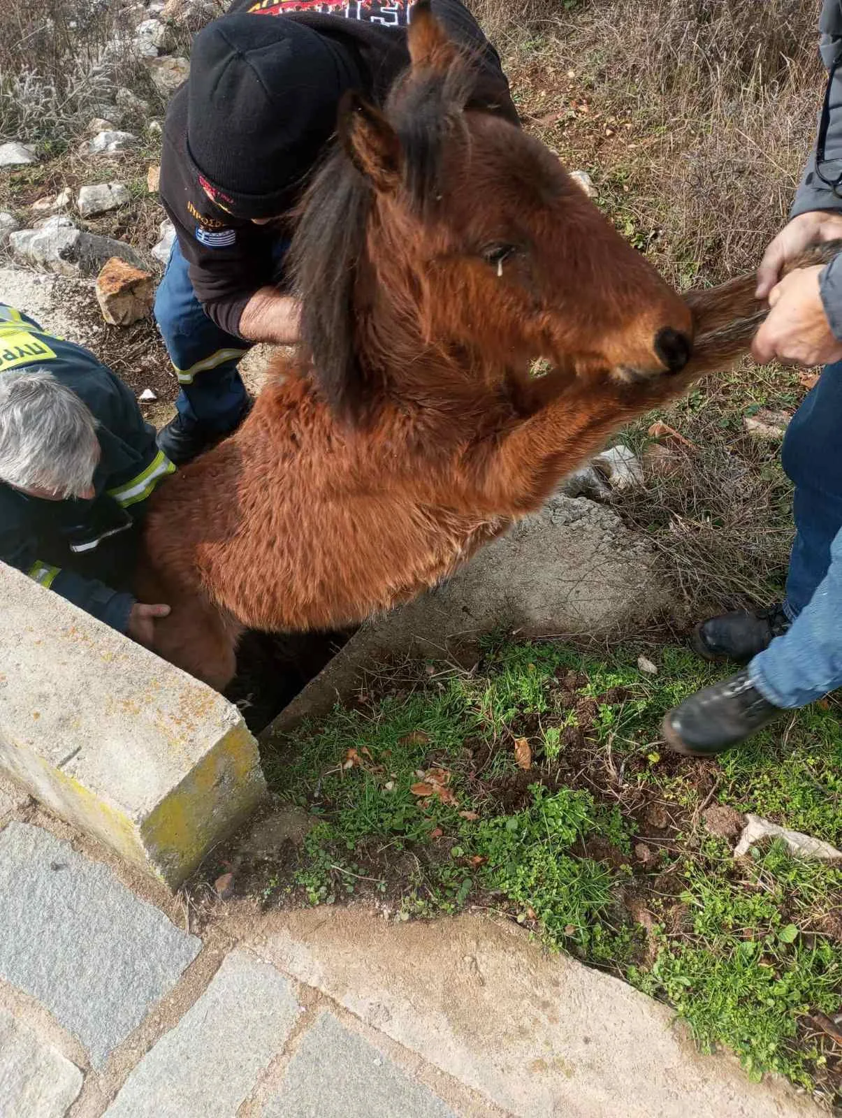 Ξάνθη: Πυροσβέστες διέσωσαν άλογο – Είχε εγκλωβιστεί σε στενό φρεάτιο [ΦΩΤΟ]