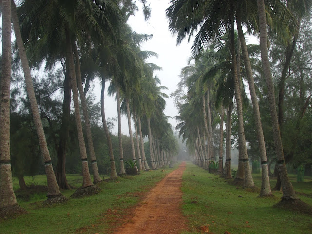 Forest walk Dangamal