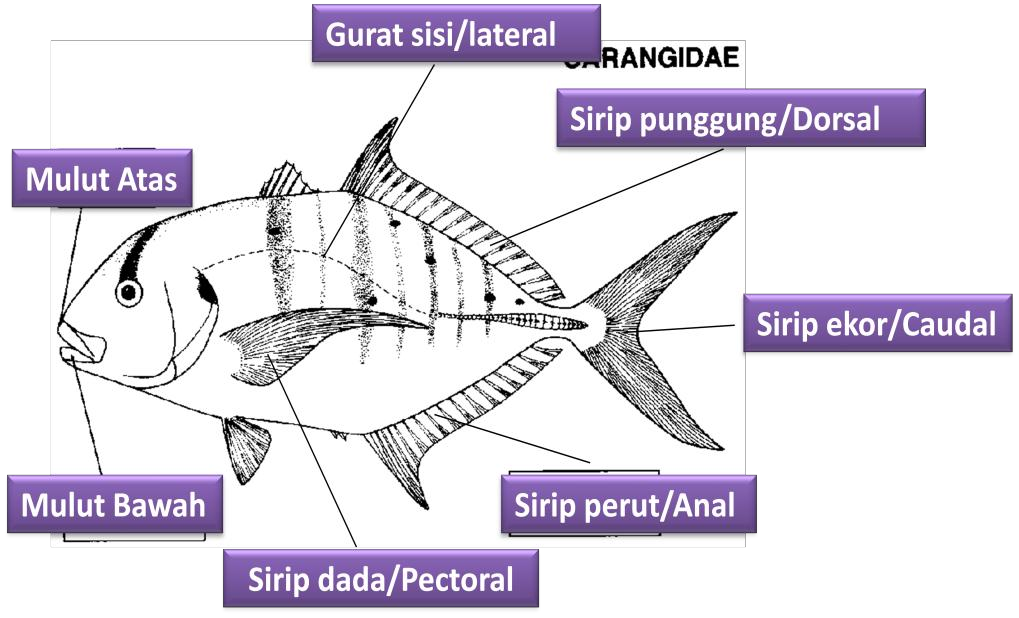 Jenis dan tipe bentuk tubuh  ikan Alam Ikan