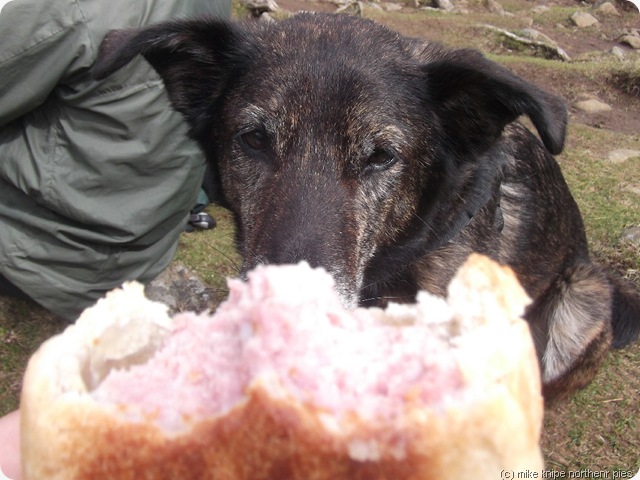 hmmmm   pies.....