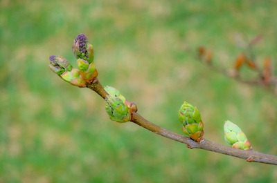 DSCF0033_buds[1]
