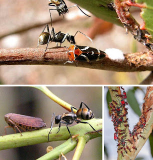 Foto Simbiosis Mutualisme Semut daging dan Kupu-kupu