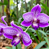 Cattleya brevipedunculata: A Detailed Exploration