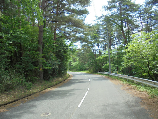 新緑の赤松の森の道を登ります