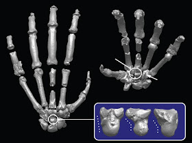 huesos de la mano y la muñeca en Ardipithecus ramidus