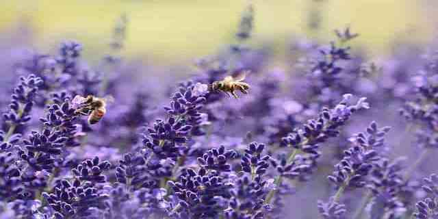7 Manfaat Bunga Lavender  Dari Menyembuhkan Luka Sampai 