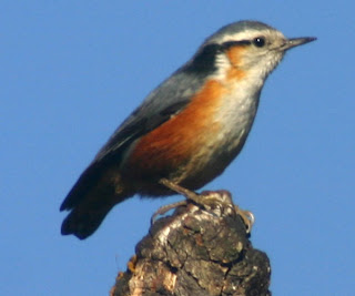 White browed Nuthatch