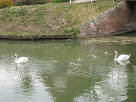 Seven new cygnets for the Queen