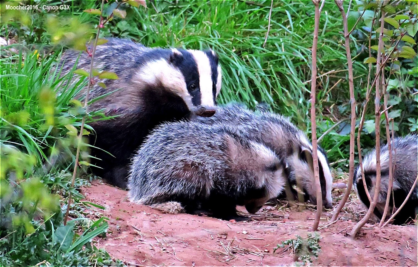 Local Sett blog.jpg Local Sett blog