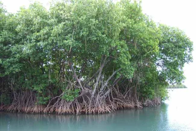 mangroves en Inde