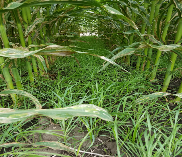 mixture of cereal rye and annual ryegrass that was overseeded