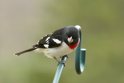 grosbeaks arrive about this time each year