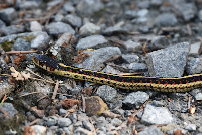 Western Terrestrial Garter Snake Great Trail BC.