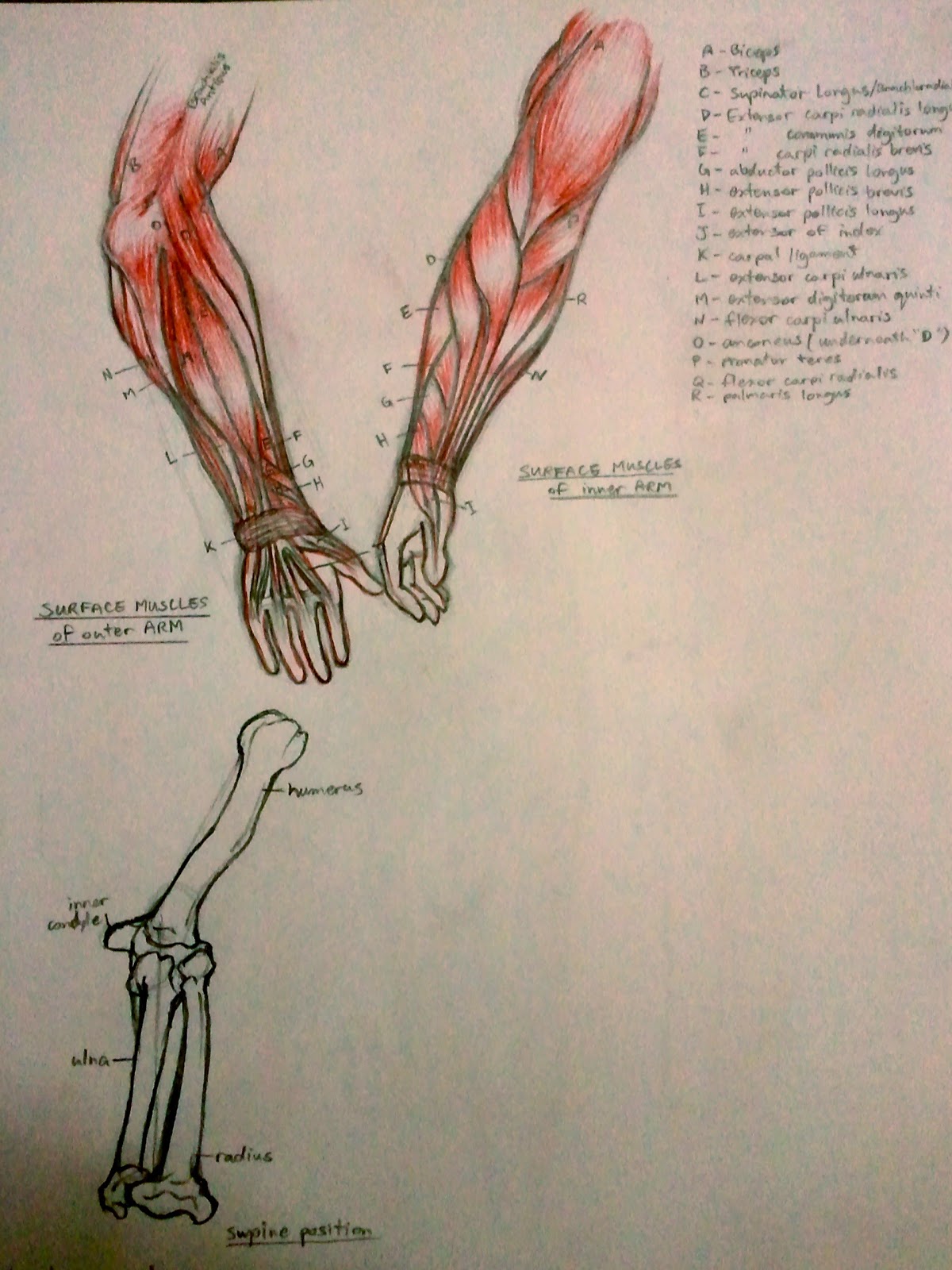 Anim8r X: Anatomy Studies (Muscles)