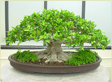 pohon bonsai beringin