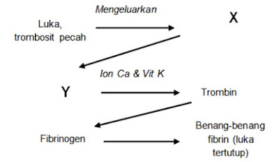 diagram proses pembekuan darah