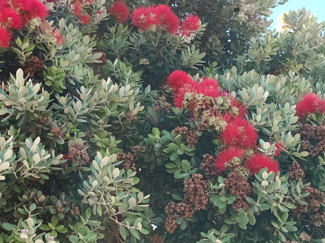 Metrosidero, árbol de hierro o pohutukawa (Metrosideros excelsa Sol. ex Gaertn.).