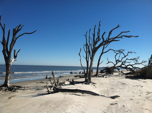 Driftwood Beach Jekyll Island