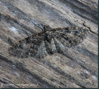 brindled pug
