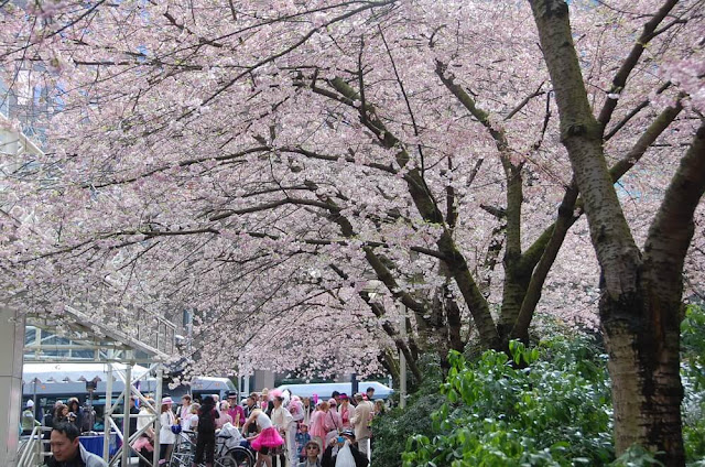  Sở hữu hơn 130.000 cây anh đào, không có gì ngạc nhiên khi Vancouver mỗi năm đều tổ chức lễ hội cho loài hoa tuyệt đẹp này. Bắt đầu từ năm 2005, sự kiện này bao gồm một loạt các hoạt động vui nhộn như cuộc thi haiku, các buổi biểu diễn nhạc sống và một cuộc dã ngoại quy mô lớn ở Công viên Nữ hoàng Elizabeth. 