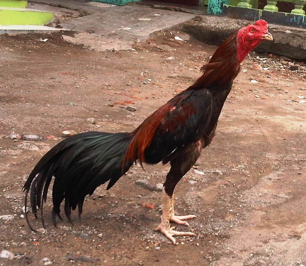 Ternak Ayam Bangkok Berkwalitas Dari Pacekan F1 