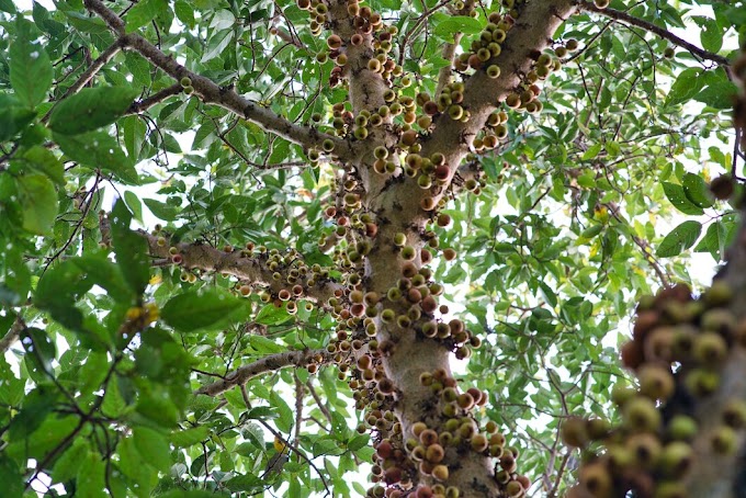 The Majestic Pecan Tree: A Tale of Nature's Bounty