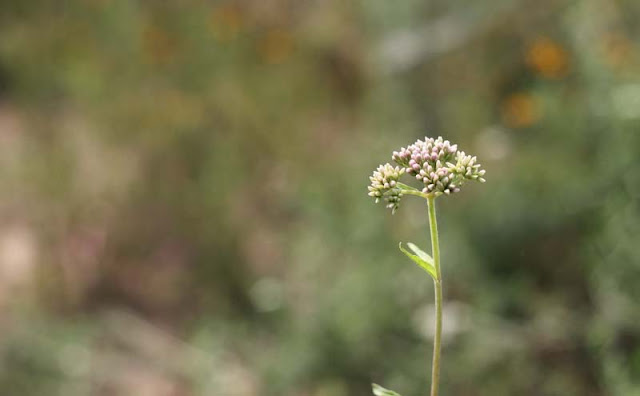 Joe-Pye Weed Flowers