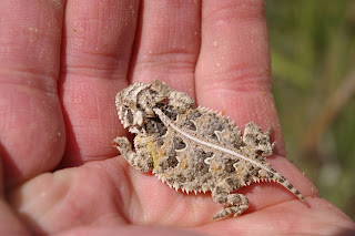 Texas Horned Lizard