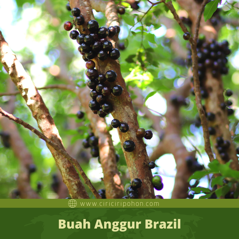 Ciri Ciri Pohon Anggur Brazil Jabotikaba Plinia 