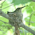 Hummingbirds already nesting in Canon City,CO