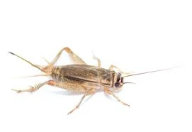 house-cricket