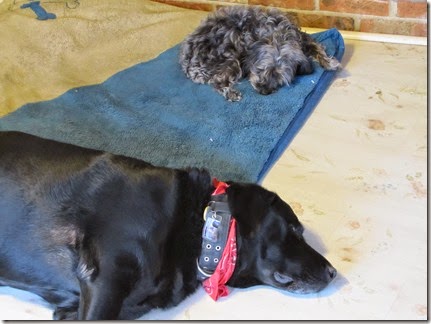 Rigg's&Sadie03-28-14a