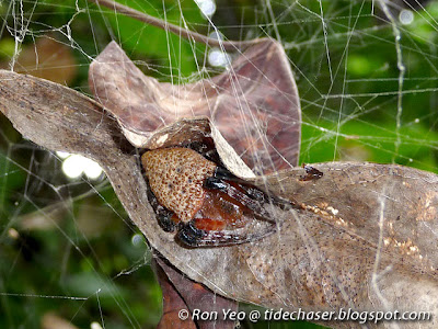 Red Tent Spider (Cyrtophora unicolor)