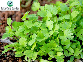 Salsa Petroselinum crispum: uma erva deliciosa e nutritiva