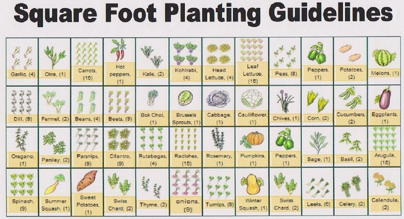 square foot gardening