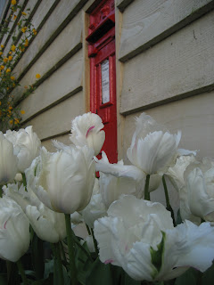 White tulips and post box