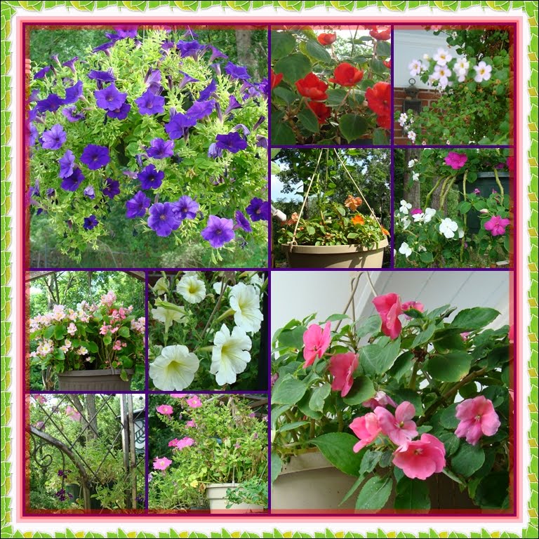 types of hanging flowers Types of Hanging Plants Flowers for Gardens | 768 x 768