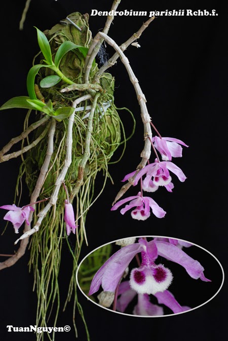 Dendrobium parishii