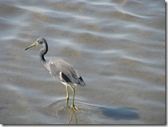 5658 Tri Colored Heron South Padre Island Texas