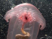 Strange Creature Inside The Ocean